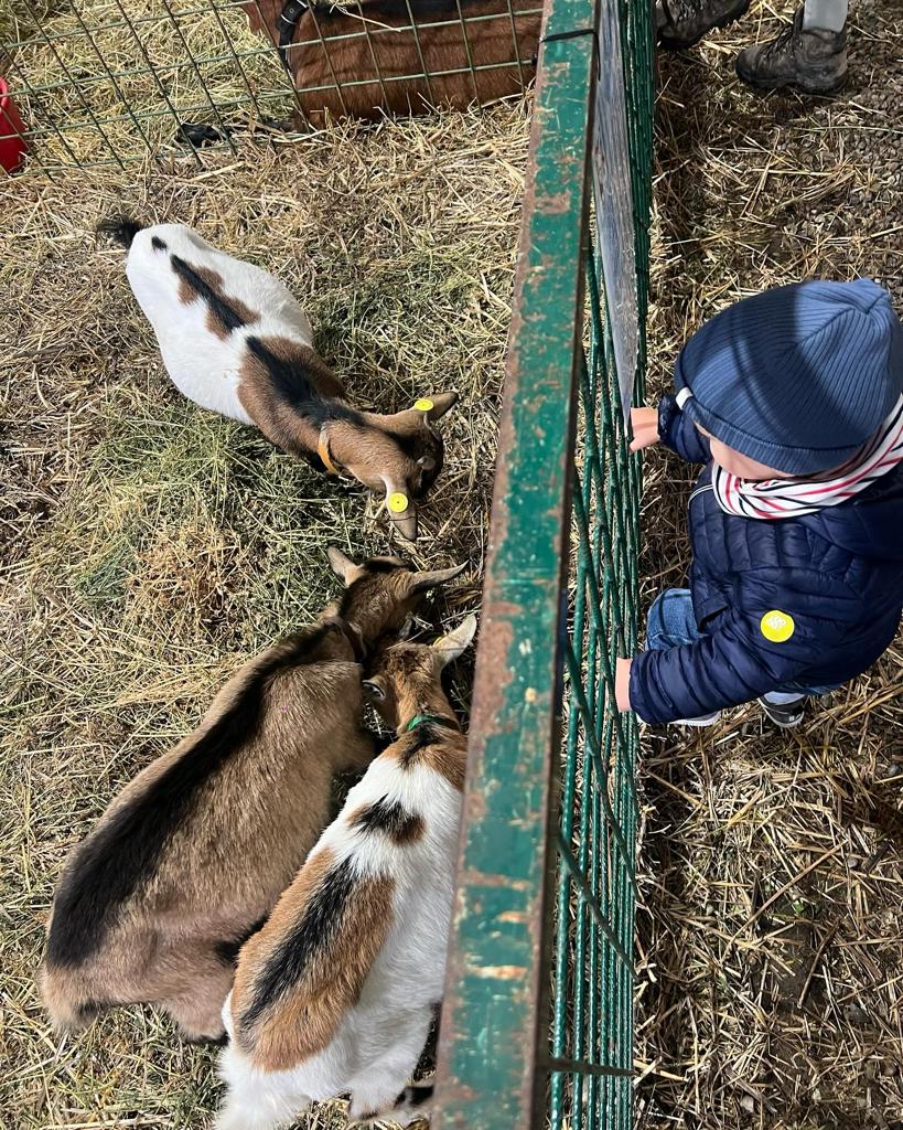 Fattoria degli animali